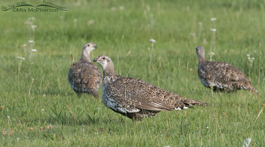 Female Greater Sage-Grouse in the Centennial Valley, Montana