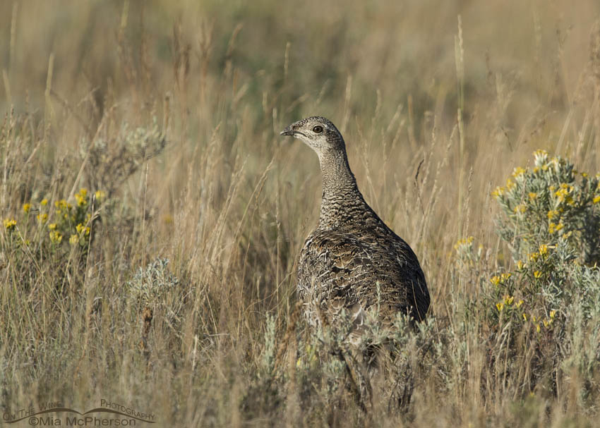 Greater Sage-Grouse, grasses and rabbitbrush in the Centennial Valley of Beaverhead County, Montana