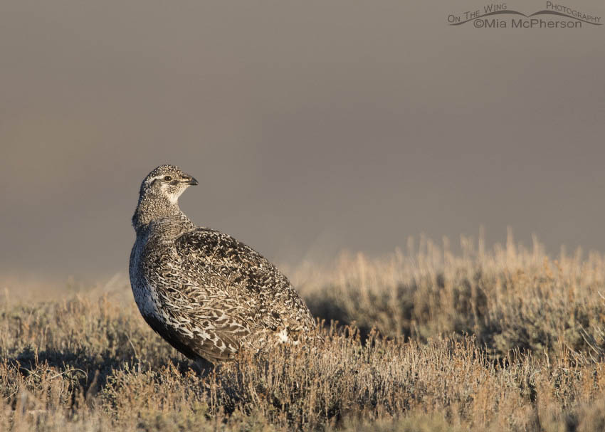 Female Greater Sage-Grouse at sunrise in Wayne County, Utah