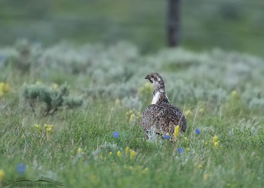 Male Greater Sage-Grouse in wildflowers in the Centennial Valley of Beaverhead County, Montana