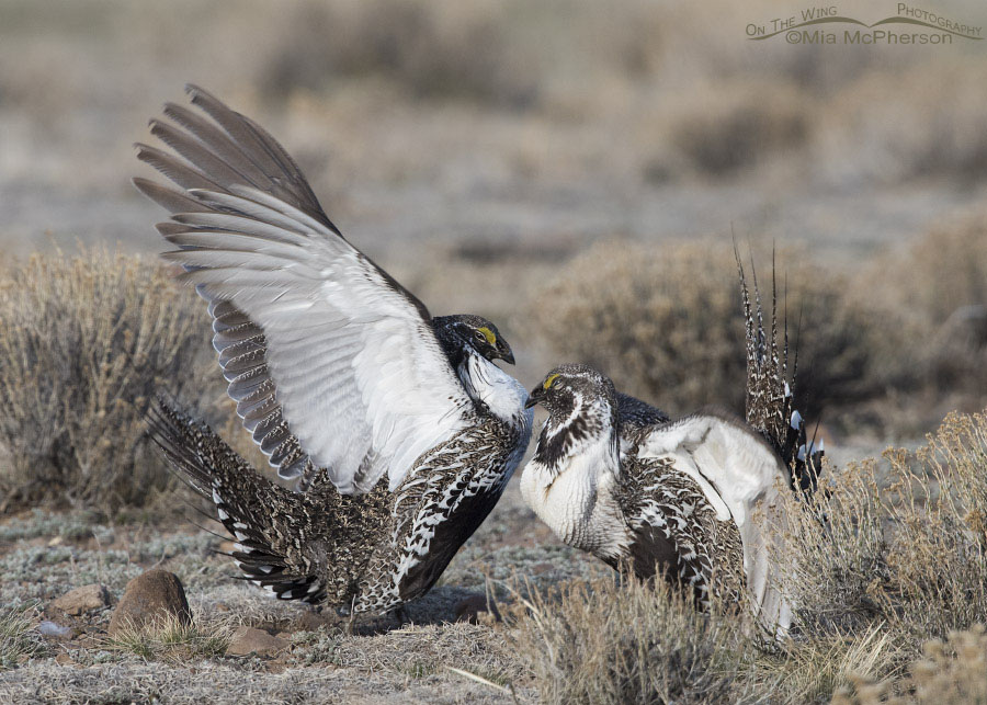 Two male Greater Sage-Grouse fighting on a lek in Wayne County, Utah