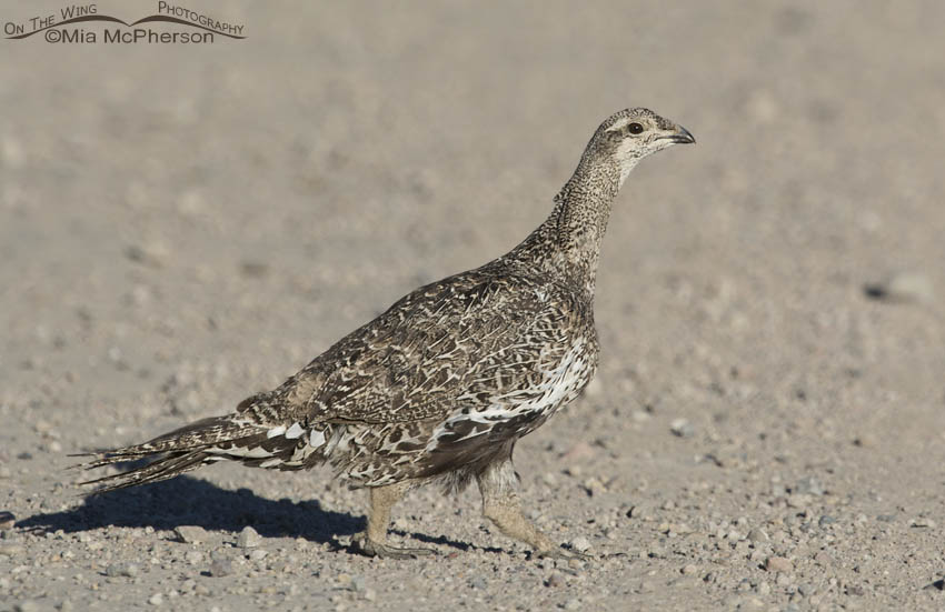 Greater Sage-Grouse adult crossing a road in the Centennial Valley of Montana