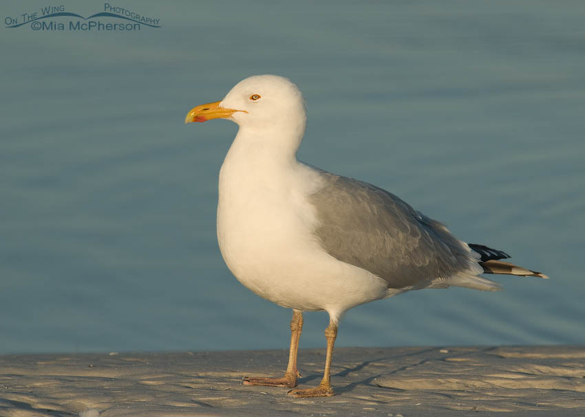 Adult Herring Gull in breeding plumage, Fort De Soto County Park, Pinellas County, Florida