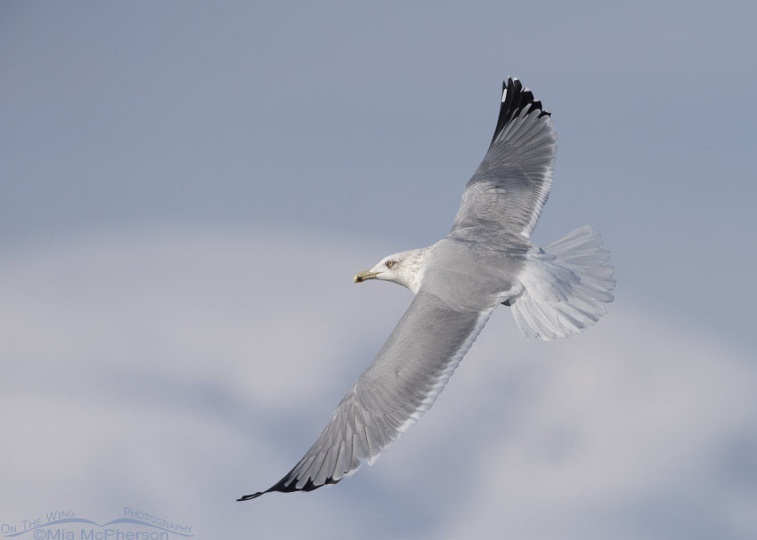 Herring Gull flying over Bear River MBR, Box Elder County, Utah