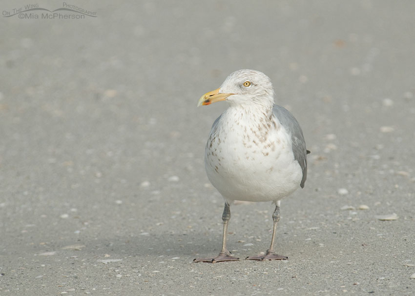 Herring Gull in a fog, Fort De Soto County Park, Pinellas County, Florida