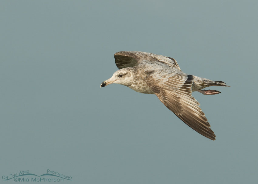 1st summer Herring Gull, Fort De Soto County Park, Pinellas County, Florida