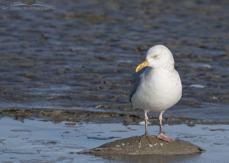 Herring Gull standing on a dead carp, Farmington Bay WMA, Davis County, Utah