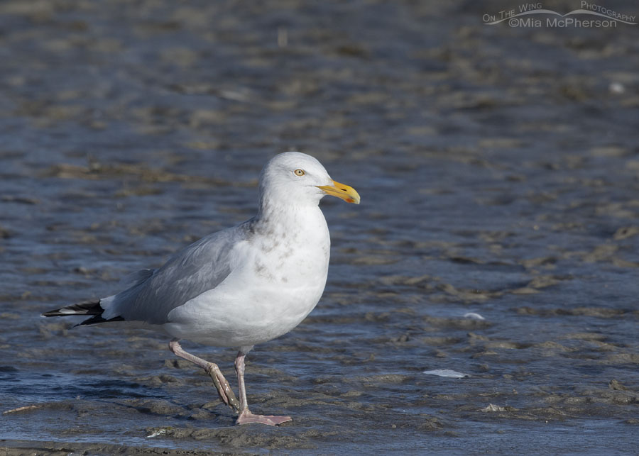 Herring Gull walking in mud, Farmington Bay WMA, Davis County, Utah