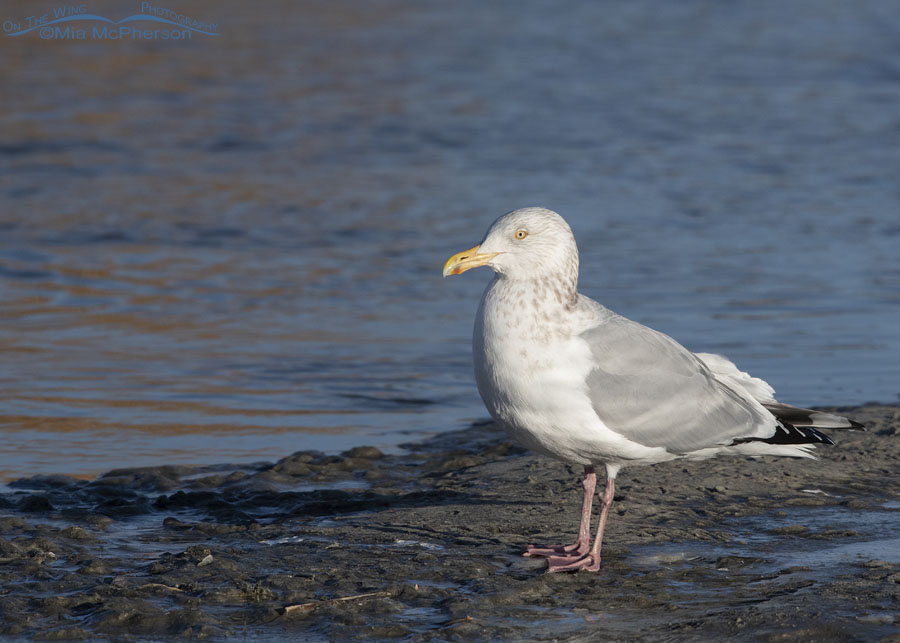 Herring Gull in morning light, Farmington Bay WMA, Davis County, Utah