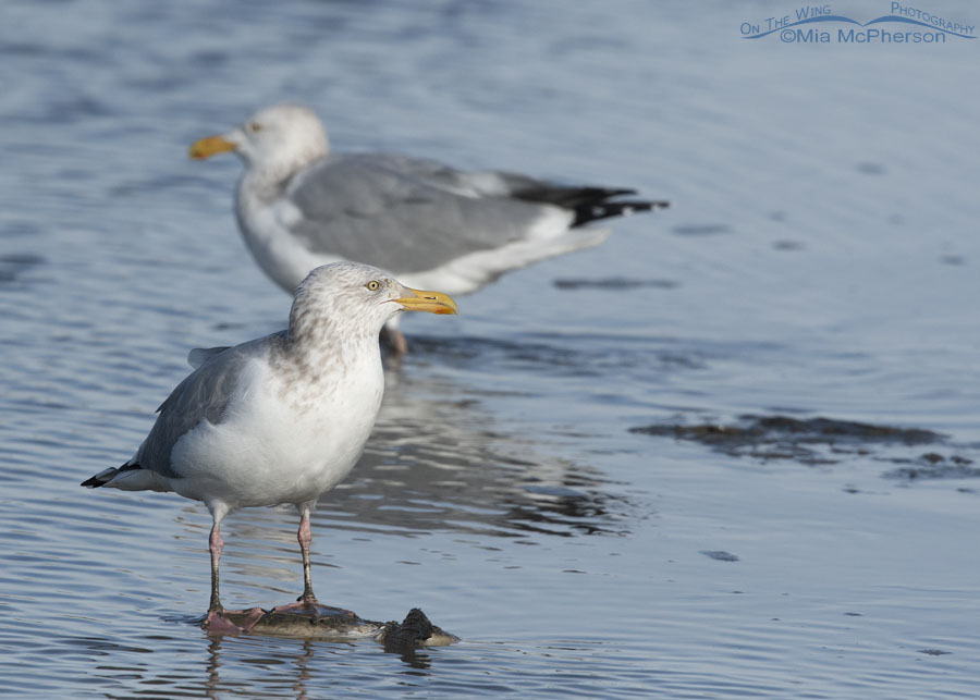 Herring Gulls at Farmington Bay, Farmington Bay WMA, Davis County, Utah