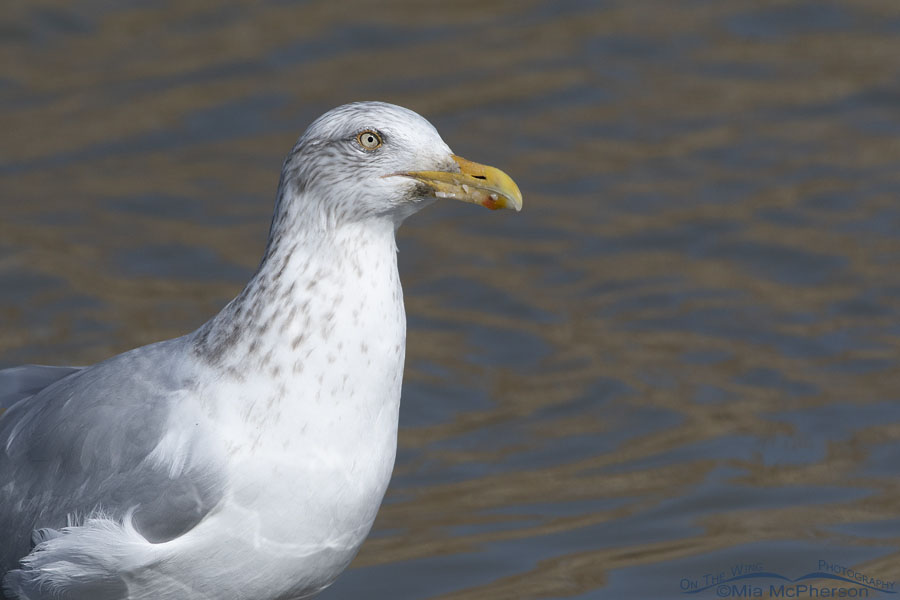 Winter adult Herring Gull portrait, Farmington Bay WMA, Davis County, Utah