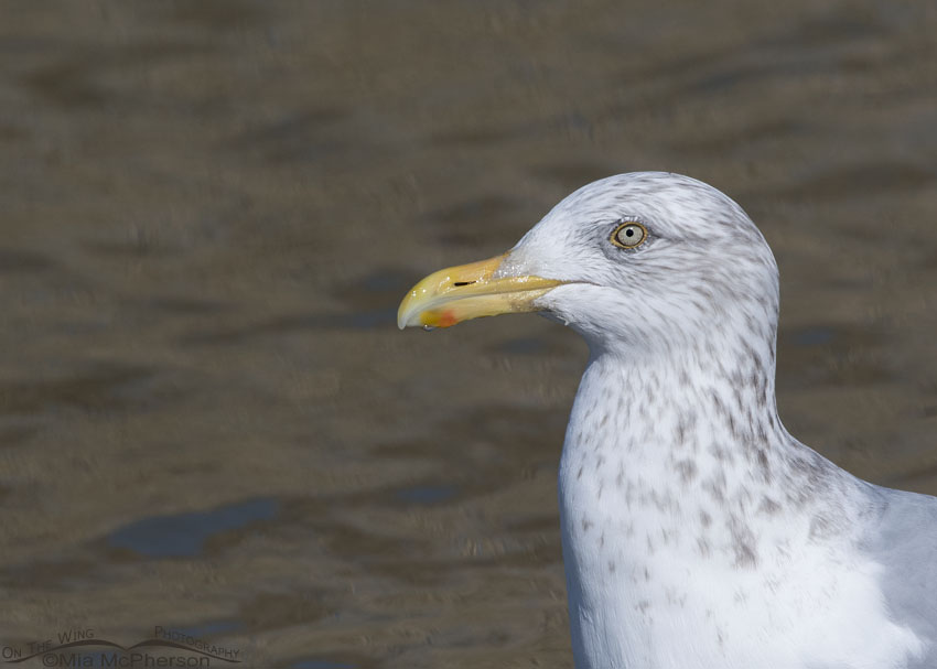 Winter Herring Gull profile portrait, Farmington Bay WMA, Davis County, Utah