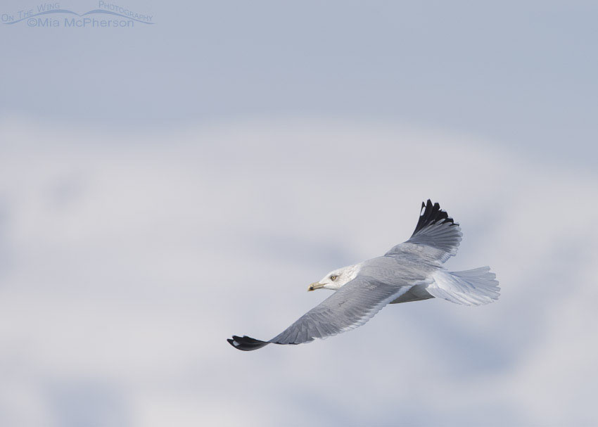 Winter Herring Gull in Utah, Bear River National Wildlife Refuge, Box Elder County, Utah