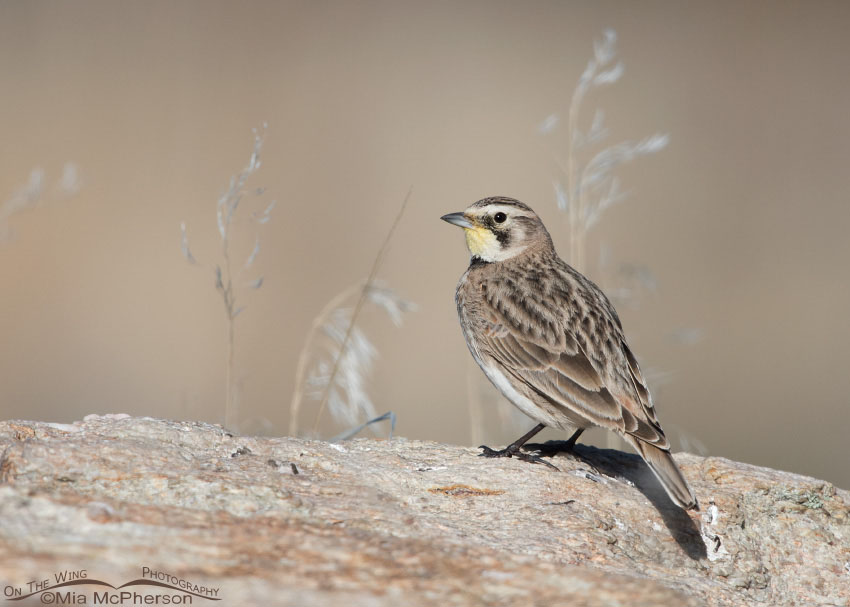 Female Horned Lark on a February morning on Antelope Island State Park, Utah