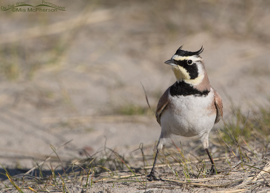 Male Horned Lark at the edge of a road, Antelope Island State Park, Davis County, Utah