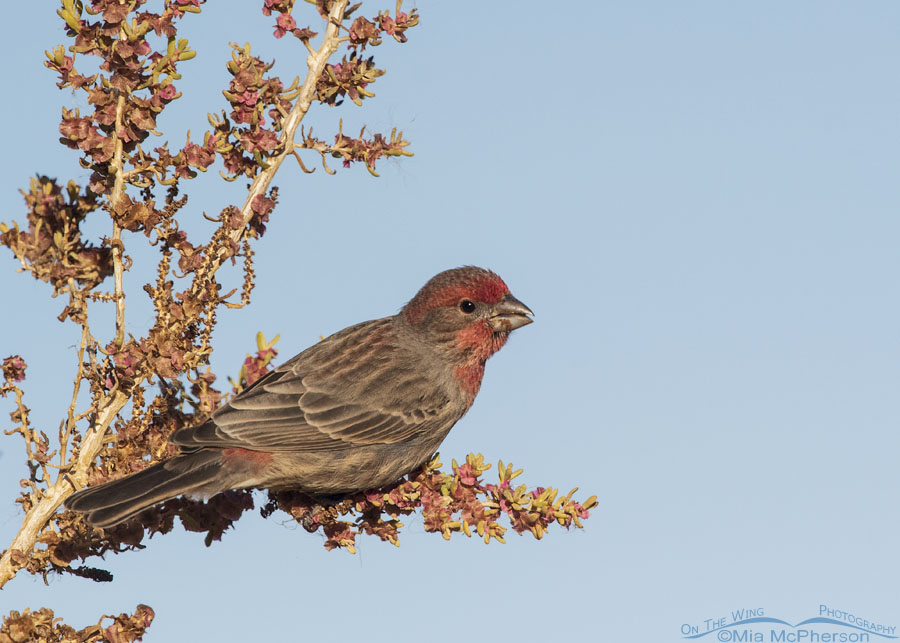 Male House Finch feeding on Greasewood seeds, Farmington Bay WMA, Davis County, Utah