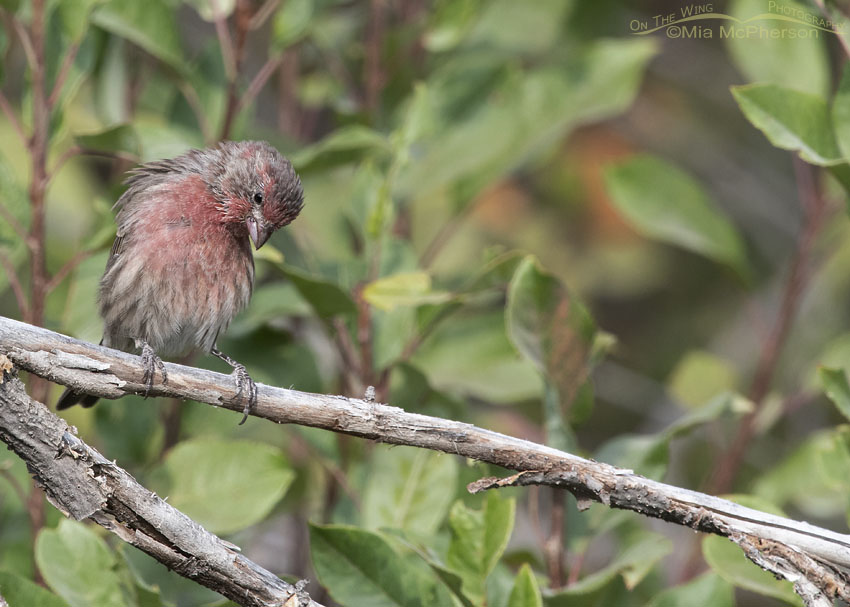 Male House Finch looking down at the ground, Wasatch Mountains, Morgan County, Utah