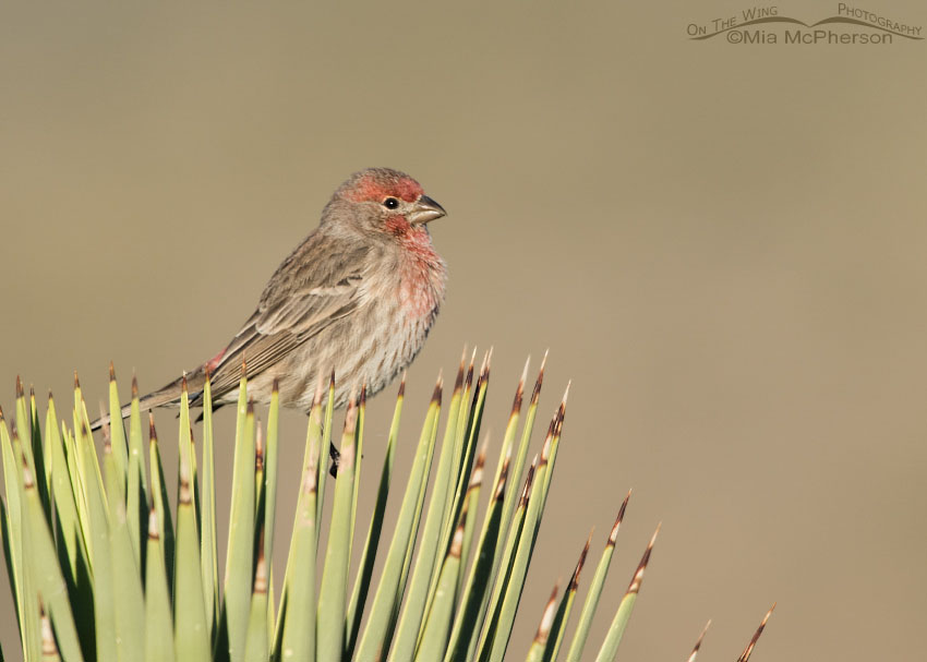 Male House Finch on a Joshua Tree, Washington County, Utah