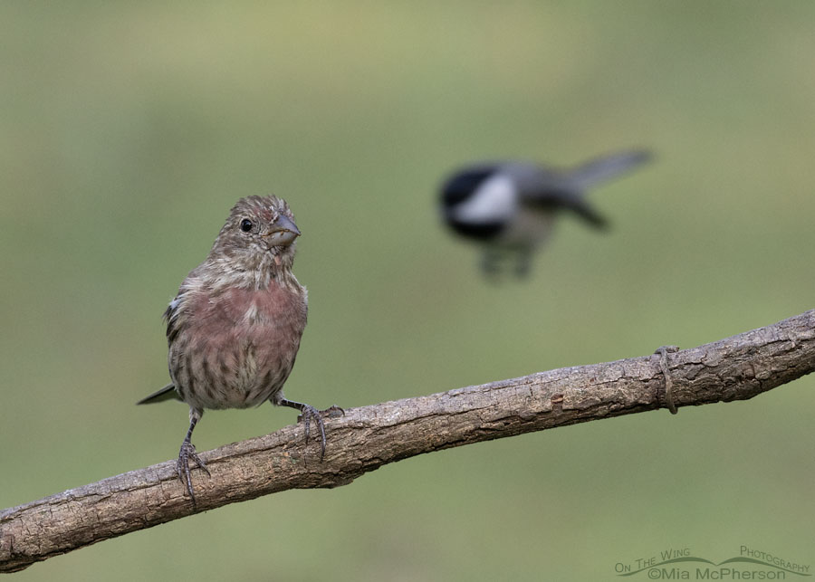 Young male House Finch in molt, Sebastian County, Arkansas