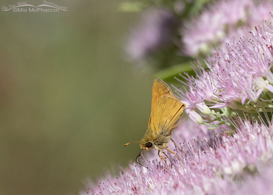 Huron Sachem skipper butterfly in autumn, Sebastian County, Arkansas