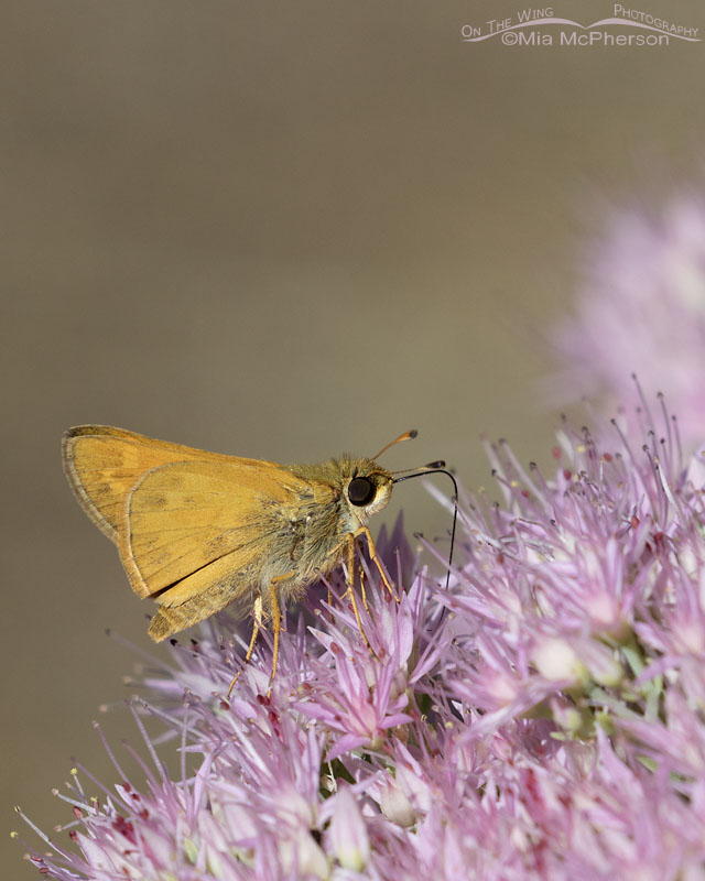 Huron Sachem skipper butterfly nectaring on sedum, Sebastian County, Arkansas