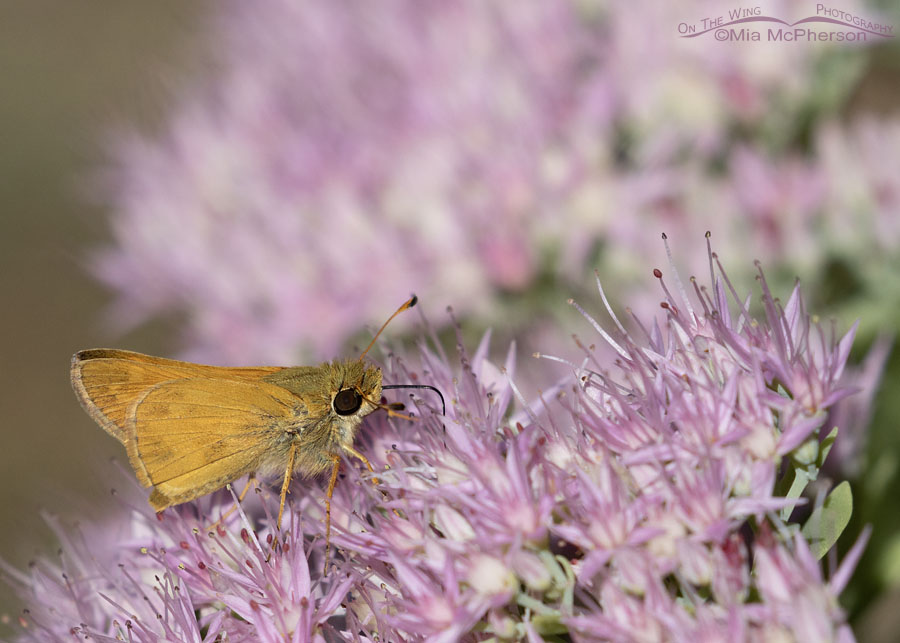 Huron Sachem Skipper Butterfly Photos From Arkansas - Mia McPherson's ...