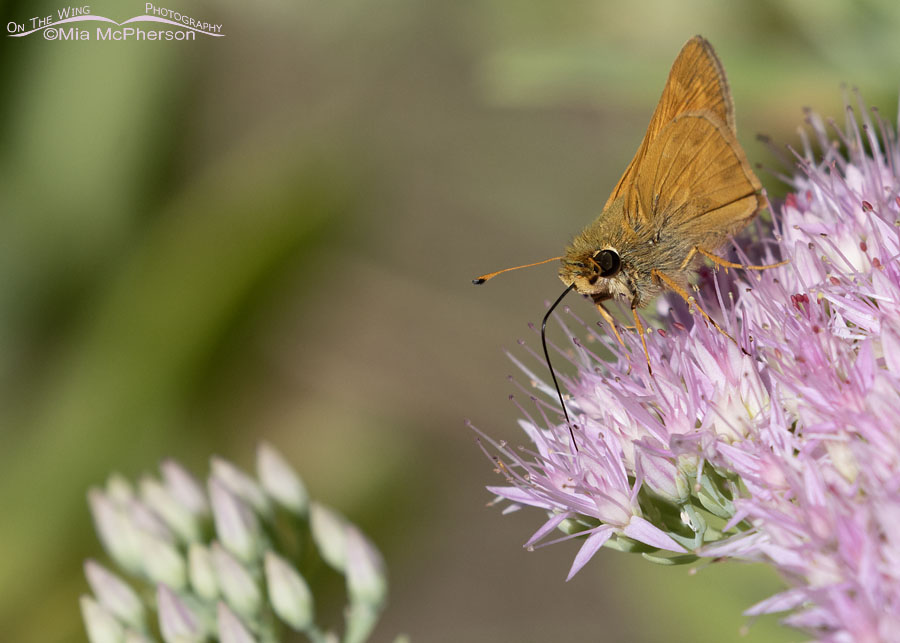 Adult Huron Sachem skipper butterfly in fall, Sebastian County, Arkansas