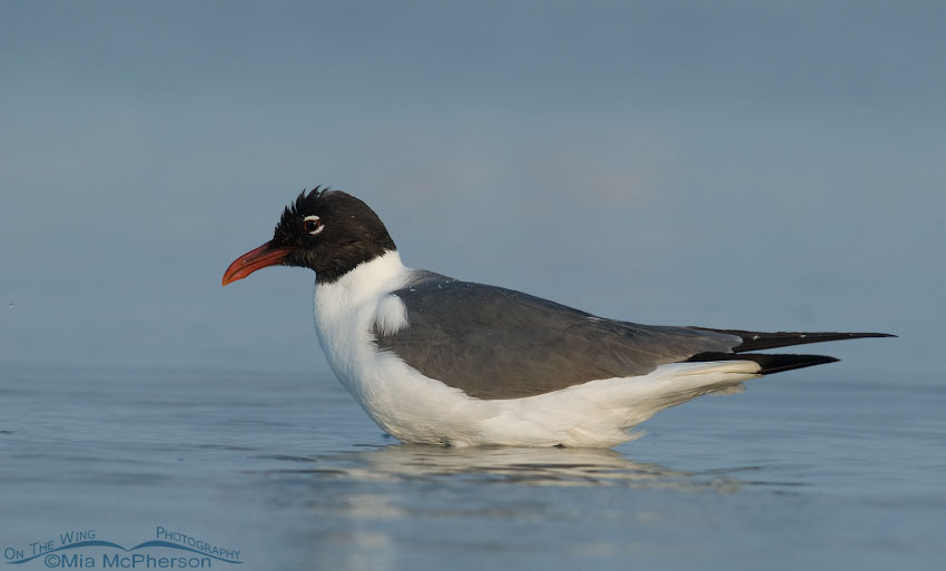 Bathing Laughing Gull in breeding plumage, Fort De Soto County Park, Pinellas County, Florida