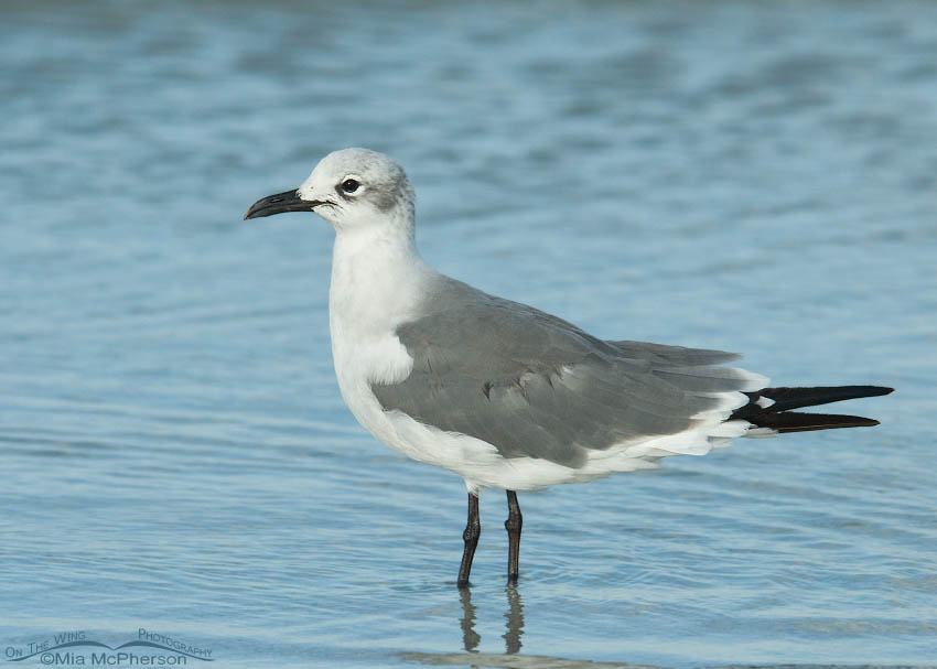 Nonbreeding Laughing Gull, Fort De Soto County Park, Pinellas County, Florida