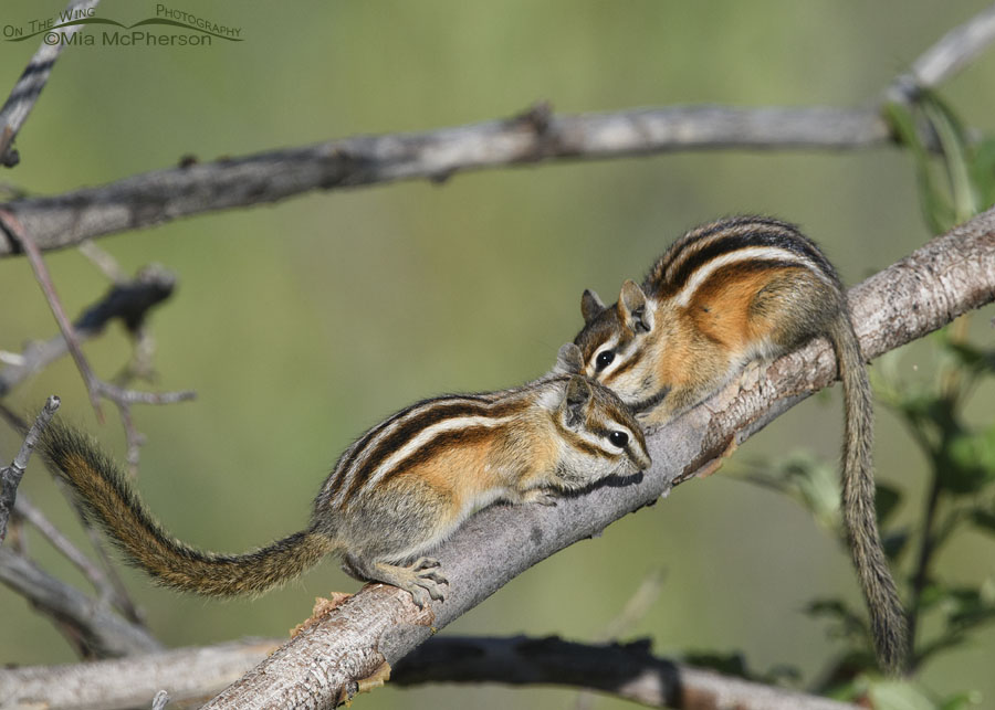 Cuddling Least Chipmunks, Wasatch Mountains, Summit County, Utah