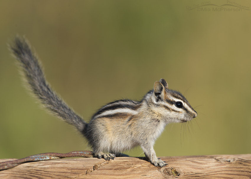 Least Chipmunk in the Wasatch Mountains, Wasatch National Forest, Skyline Drive, Davis County, Utah