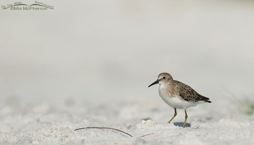 Least Sandpiper - small in frame, Fort De Soto County Park, Pinellas County, Florida