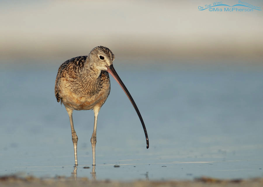 Sunrise with a Long-billed Curlew, Fort De Soto County Park, Pinellas County, Florida