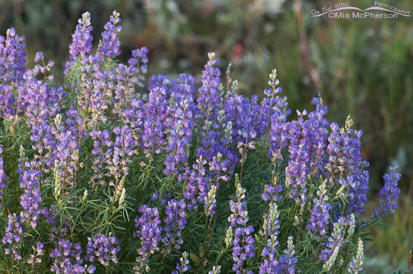 Silvery Lupine, Centennial Valley, Beaverhead County, Montana