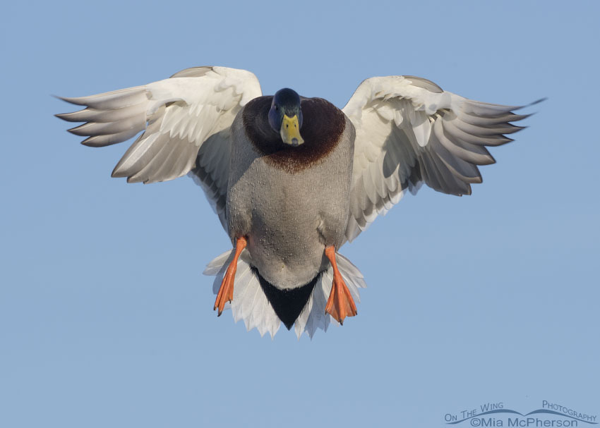 Mallard drake in landing pose, Salt Lake County, Utah