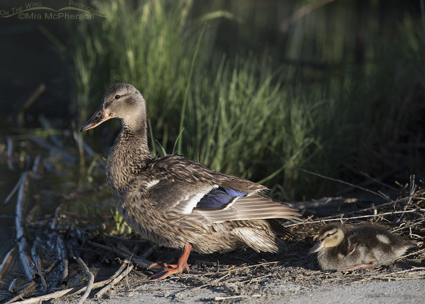 Mallard hen with duckling, Bear River Migratory Bird Refuge, Box Elder County, Utah, Box Elder County, Utah