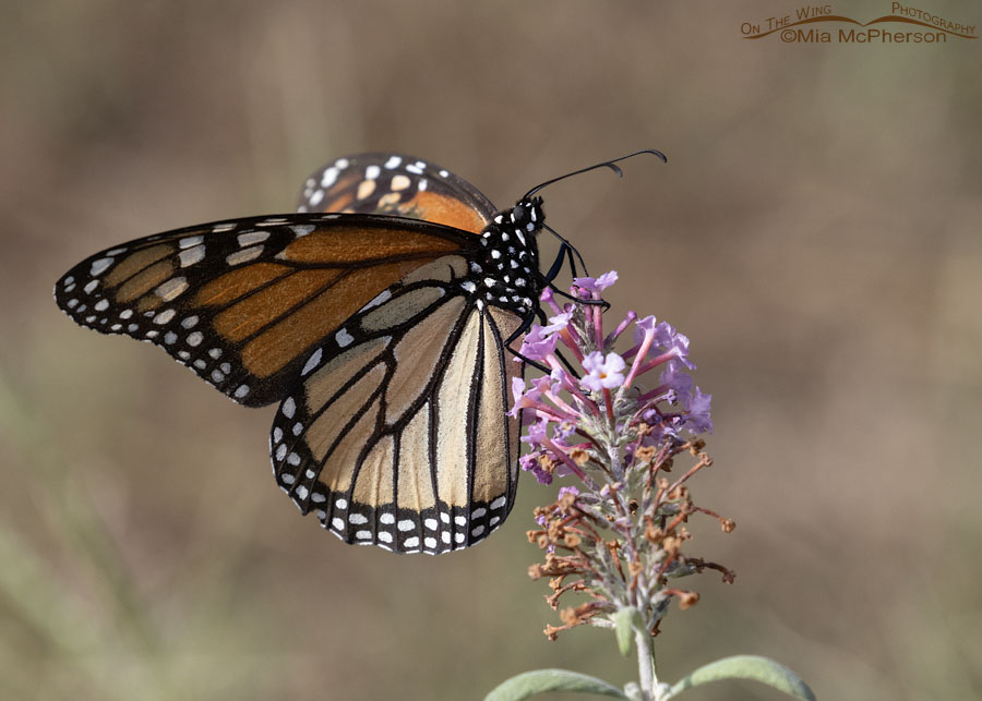 Monarch butterfly in Arkansas, Sebastian County