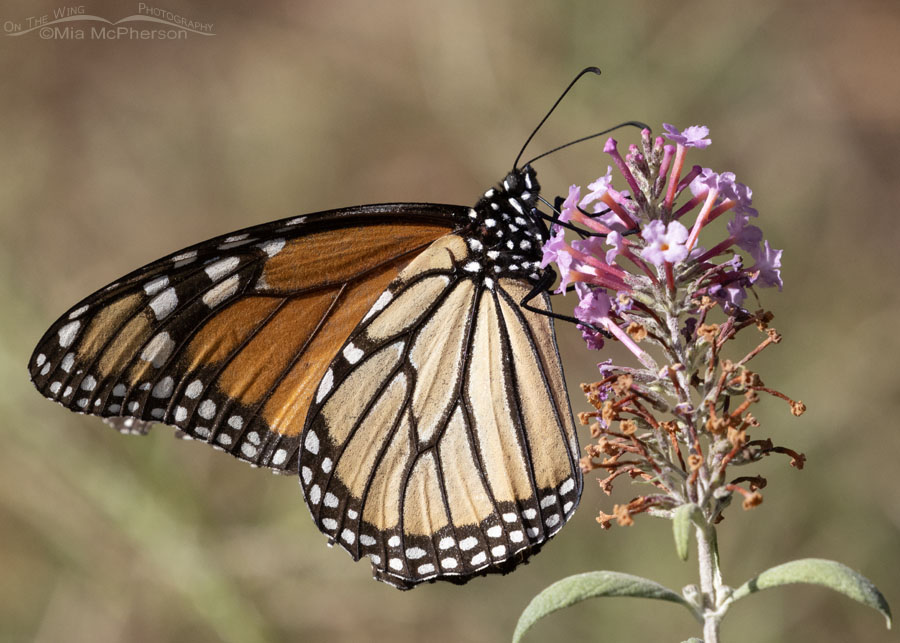 Monarch butterfly close up, Sebastian County, Arkansas