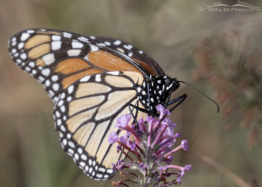 Monarch butterfly nectaring in Arkansas, Sebastian County