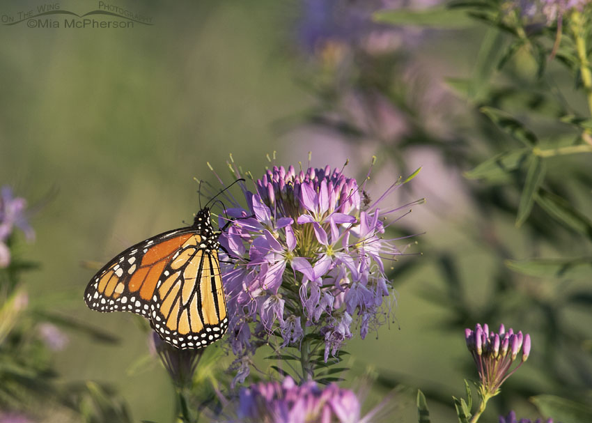 Monarch Butterfly nectaring from a Rocky Mountain Bee Plant, Antelope Island State Park, Davis County, Utah