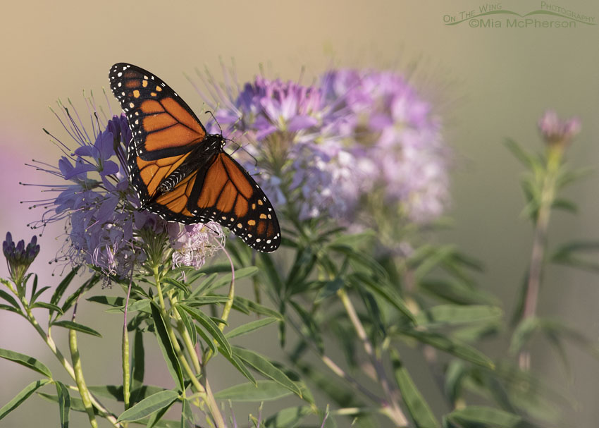 Monarch Butterfly resting on a Rocky Mountain Bee Plant, Antelope Island State Park, Davis County, Utah