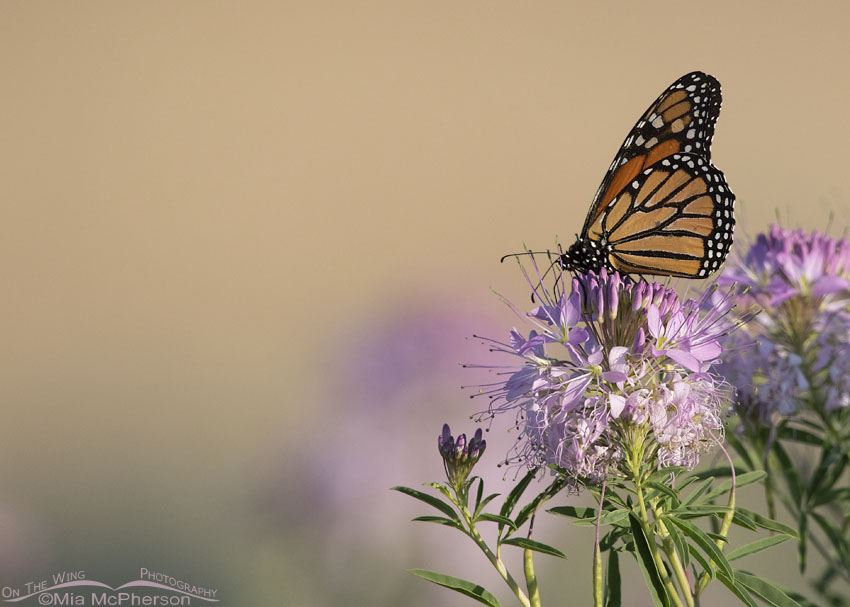 Monarch Butterfly and Rocky Mountain Bee Plant in early morning light, Antelope Island State Park, Davis County, Utah