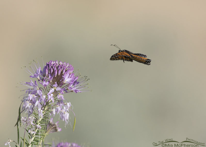 Monarch Butterfly flying towards a Rocky Mountain Bee Plant, Antelope Island State Park, Davis County, Utah