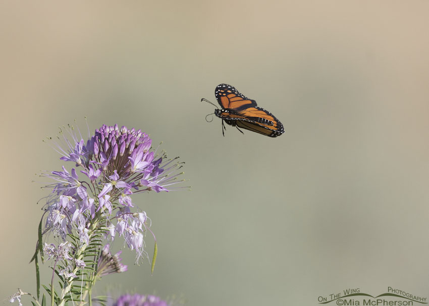 Monarch Butterfly in flight, Antelope Island State Park, Davis County, Utah