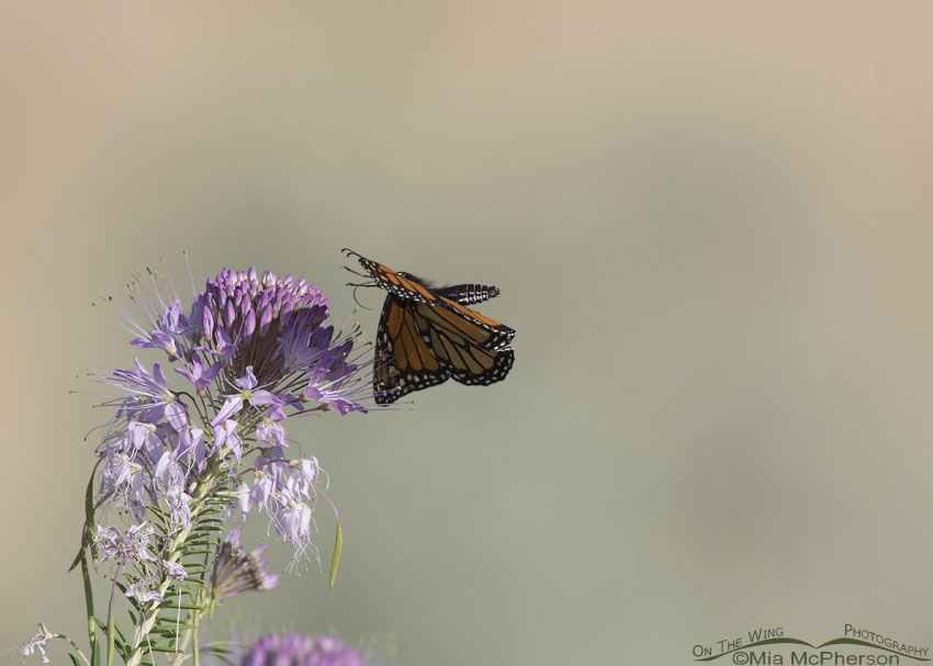 Monarch Butterfly landing on a Rocky Mountain Bee Plant, Antelope Island State Park, Davis County, Utah