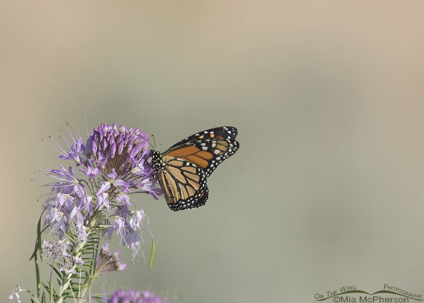 Monarch Butterfly after landing on a Rocky Mountain Bee Plant, Antelope Island State Park, Davis County, Utah