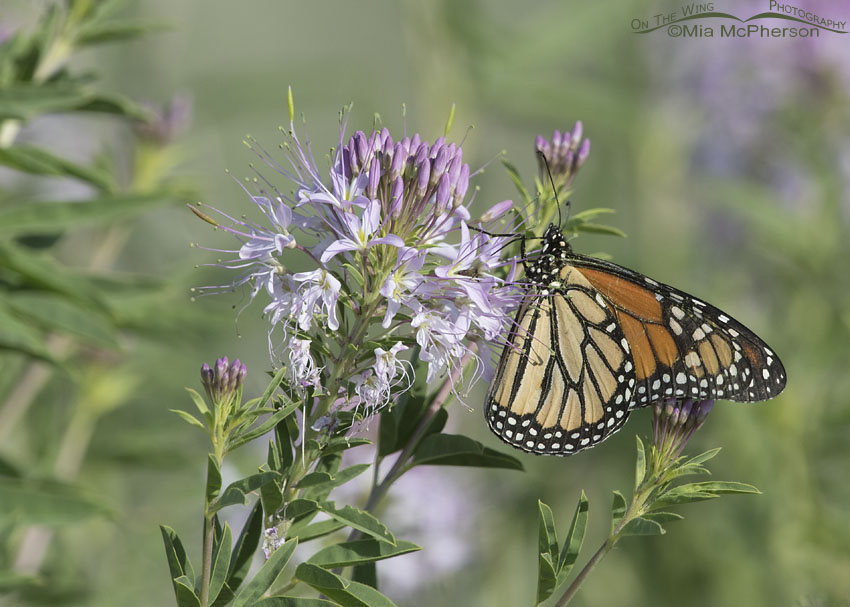 Monarch Butterfly nectaring on Rocky Mountain Bee Plant, Antelope Island State Park, Davis County, Utah