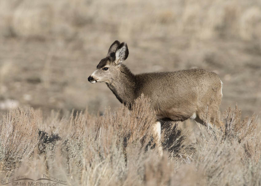 Mule Deer yearling on the foothills of the Stansbury Mountains in Tooele County, Utah