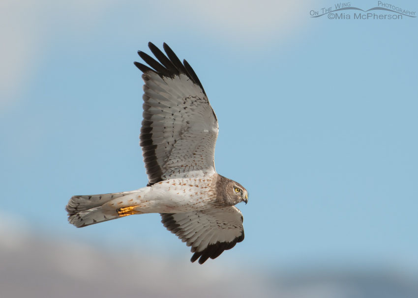 Male Northern Harrier with the Wasatch Range in the background, photographed from Farmington Bay, Utah