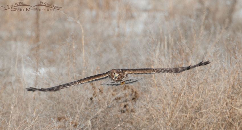 Northern Harrier pano, Farmington Bay WMA, Davis County, Utah